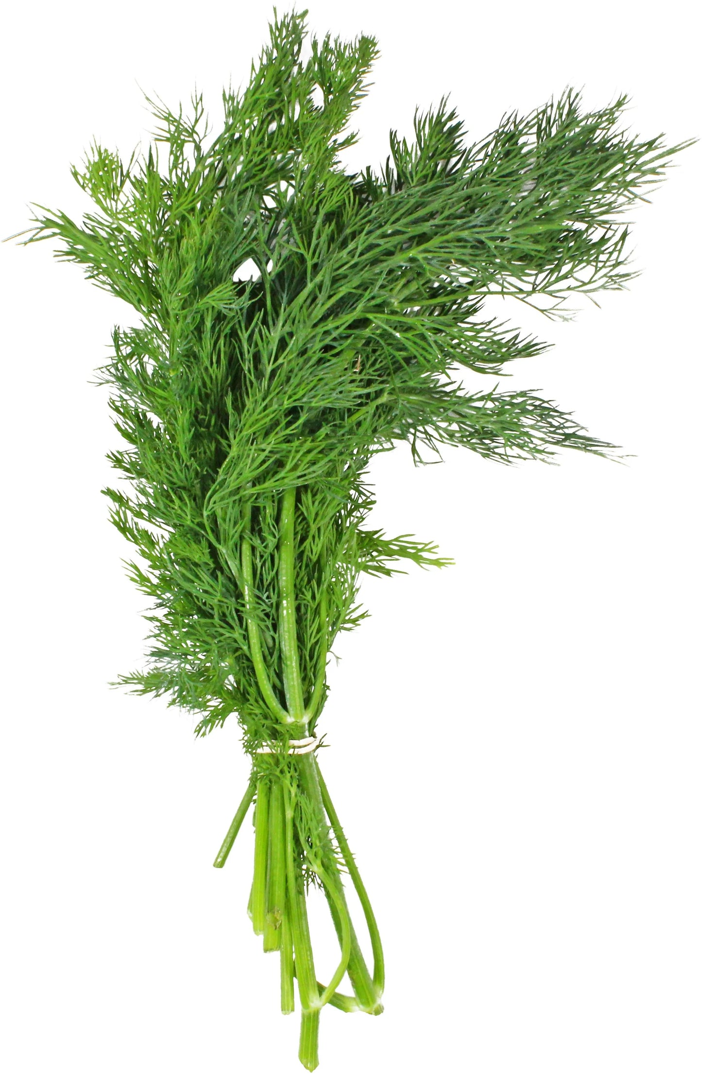 Dill, bunch