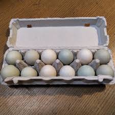 Local DUCK Eggs DOZEN, McIntosh Farms