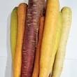 Carrots, RAINBOW 2lb Heirloom