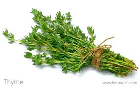 Thyme, bunch