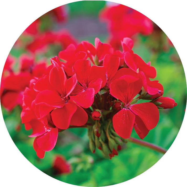Roses Over Geranium, Essential Oil - Living Libations