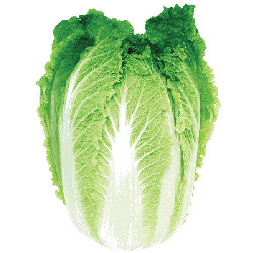 Cabbage, NAPPA